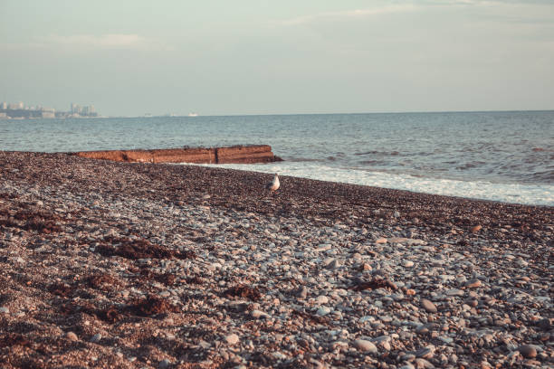 A large European herring gull
