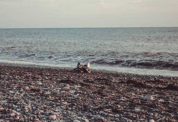 A little bird gull walks along the seashore at sunset.