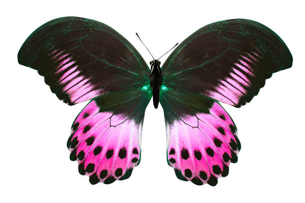istock tropical purple butterfly. isolated on white background 1127998161