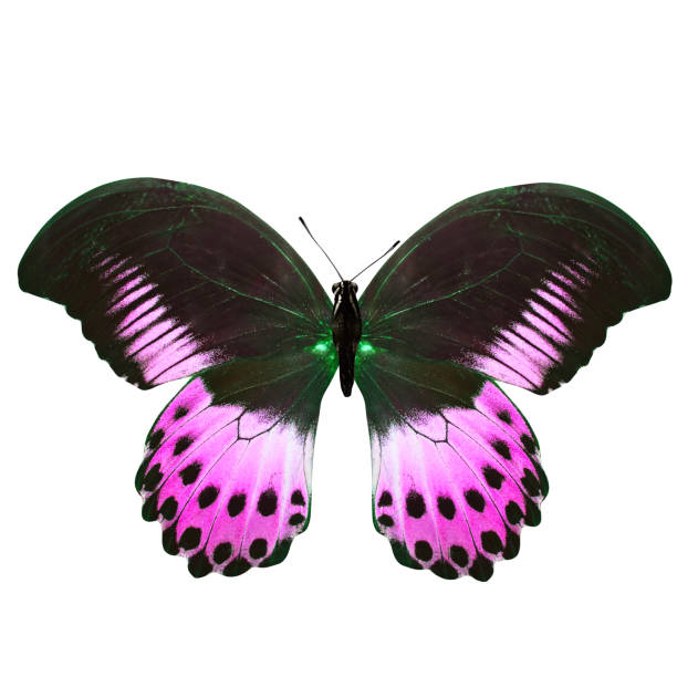 istock tropical purple butterfly. isolated on white background 1127998162