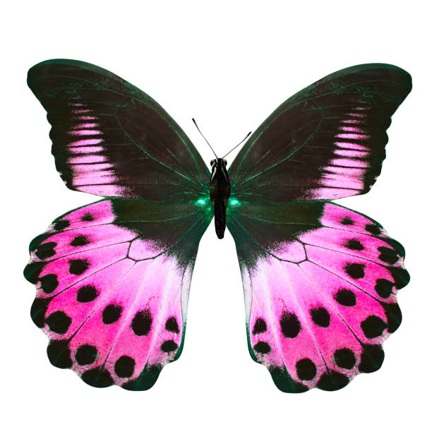 istock tropical purple butterfly. isolated on white background 1127998172