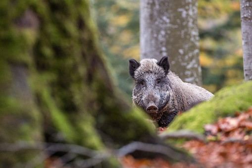 Wild boar looking at the camera, blurred tree trunk in the foreground, Sus scrofa, Bavarian national park