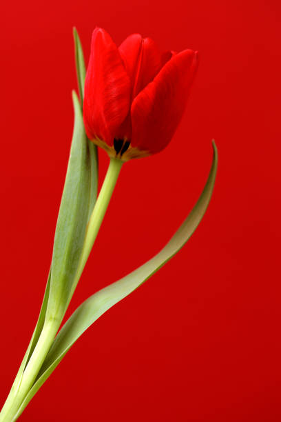 istock Blooming Botanic Tulip red flower 1127999890
