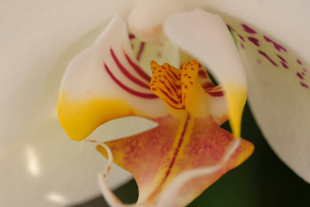 istock White orchid flower close-up 1128000494