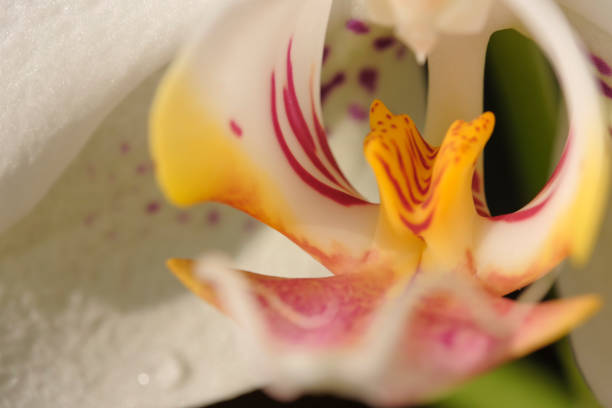 istock White orchid flower close-up 1128000500