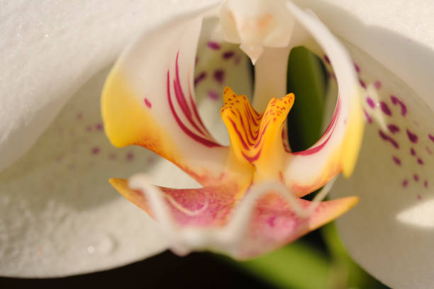 istock White orchid flower close-up 1128000520