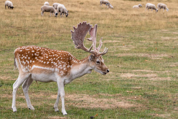 damhirsch (dama dama) - fallow deer fawn deer fallow field stock-fotos und bilder