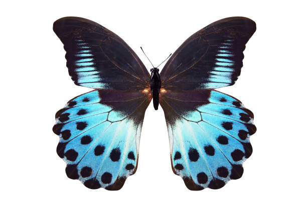 istock tropical blue butterfly. isolated on white background 1128000893