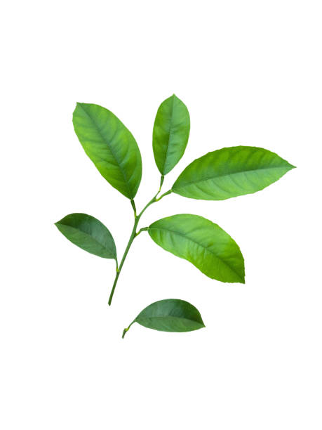 istock Citrus tree branch with green leaves isolated on white background with clipping path. Lemon, tangerine or orange tree. 1128001333