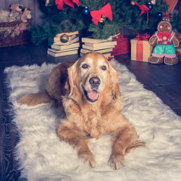 istock golden retriever lying in white carpet. Christmas mood 1128003056