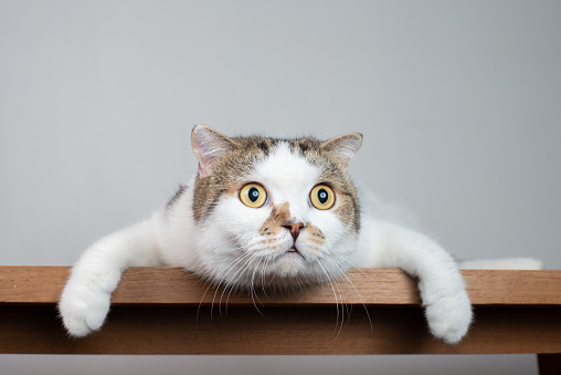 Cerca a escocés doble cabeza de gato con cara de impactante y amplia abrir los ojos. Asustar o gato sorprendido cuando mire algo. photo