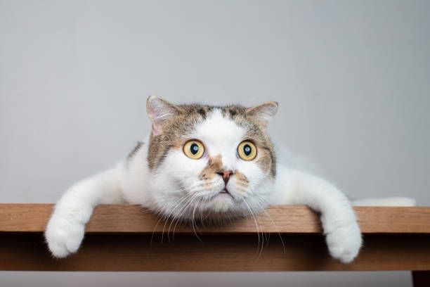 chiudi la testa del gatto piegata scozzese con il viso scioccante e gli occhi spalancati. spaventa o sorprende il gatto quando guardi qualcosa. - animal head foto e immagini stock