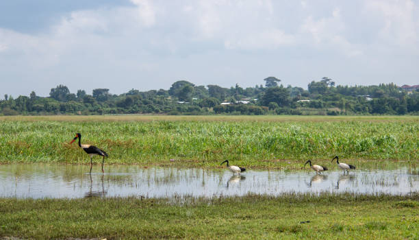 istock Ethiopia: Saddle-Billed Stork and African Sacred Ibis 1128004592