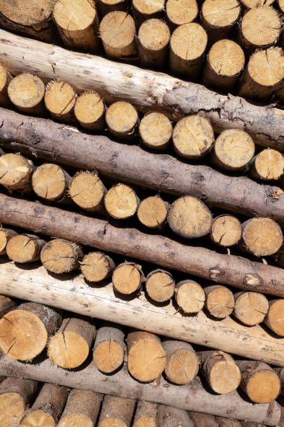 istock Slanted pile of smalls tree trunks 1128005962