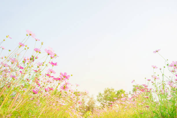Cosmos flowers field
