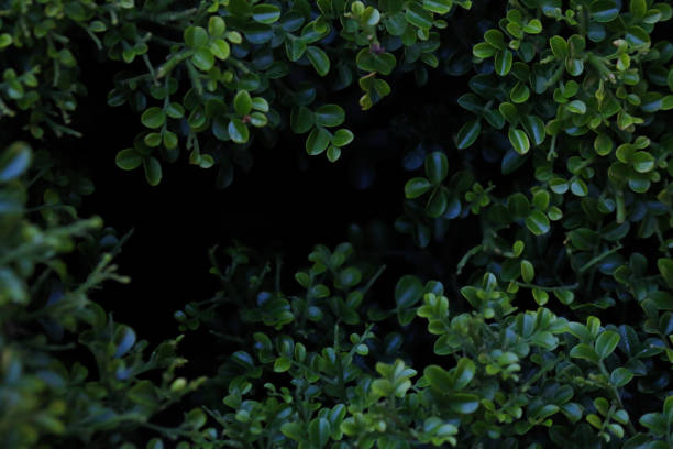istock Cosmetic Bark Tree at garden 1128011115