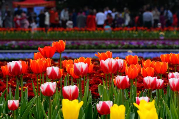 istock Tulips and flowers in bloom 1128011361