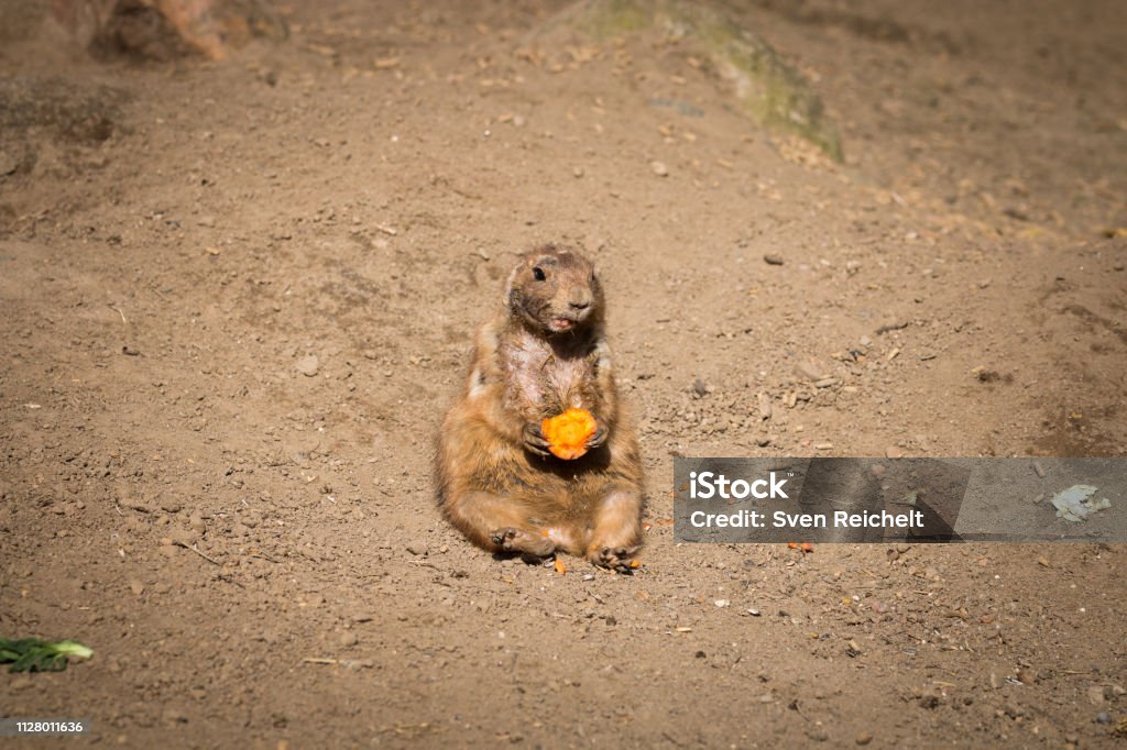 Jung marmot sitting eating carrot Jung marmot sitting in sand eating carrot cute Hagenbeck Zoo Stock Photo