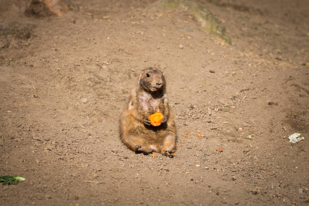 Jung marmot sitting eating carrot stock photo
