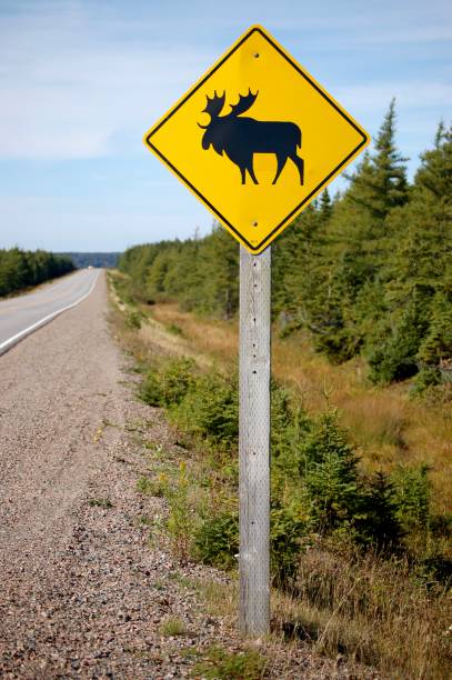 무스 - moose crossing sign 뉴스 사진 이미지