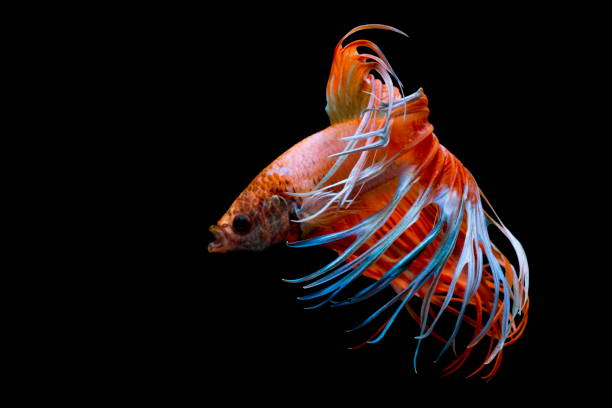 istock Siamese fighting fish , Betta splendens,Crowntail, red fish on a black background, Halfmoon Betta, 1128013981