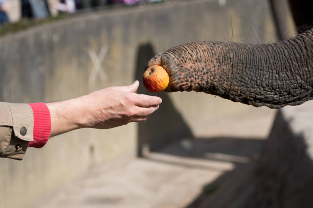 Elephant feeded by human hand stock photo