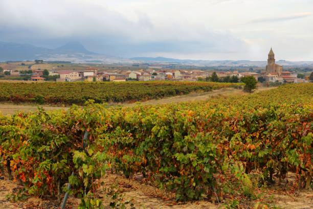 Autumn vineyards near Elvillar village, Alava, Spain