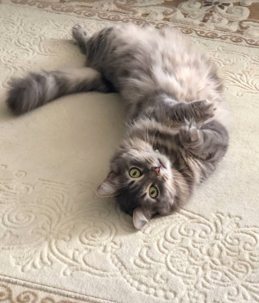a cute gray cat lying on the back on a carpet