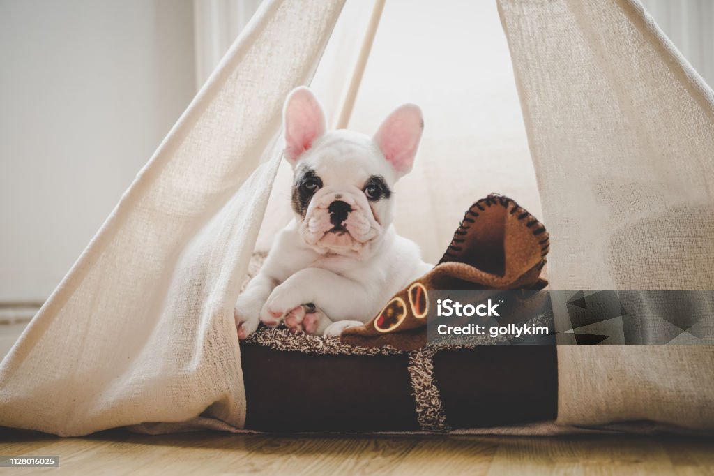 Cute French Bulldog puppy lying in bed inside a teepee tent, England Cute Frenchie resting inside a teepee tent Pet Bed Stock Photo