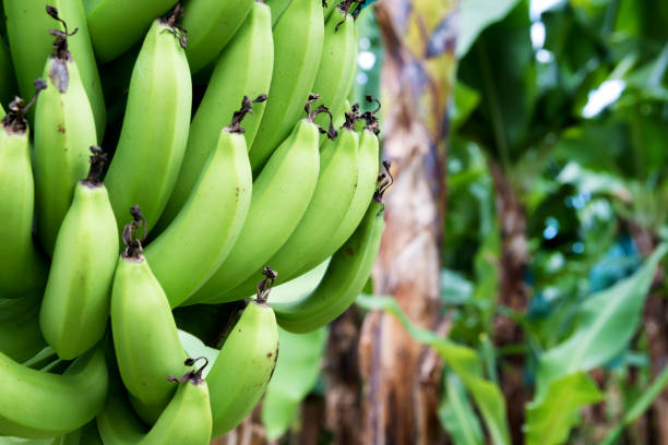 hay un montón de plátanos verdes en un árbol en una plantación. - banana plantation green tree fotografías e imágenes de stock