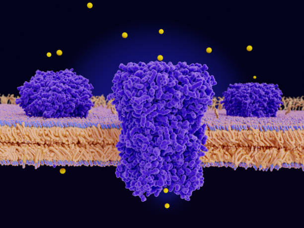 istock Chloride channels conducting chloride anions across a cell membrane 1128017066