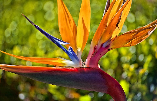 Bird Of Paradise Stock Photo - Download Image Now - California, Flower ...