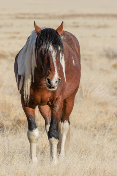 istock Majestic Wild Horse in Utah 1128018110