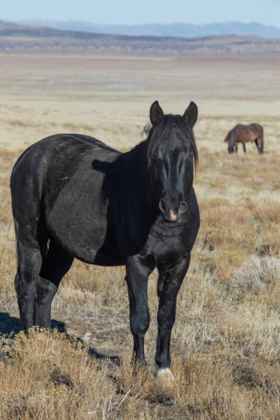 istock Majestic Wild Horse in Utah 1128018354