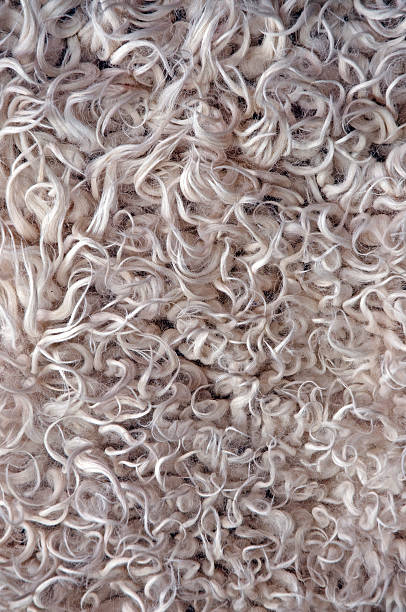istock texture of the white sheep skin 112801987