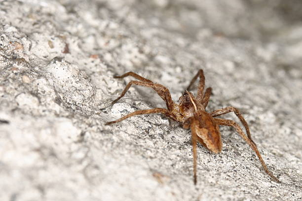 Close-up of orange spider on a white ground stock photo