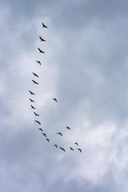 istock Geese  silhouettes flying against dramatic sky 1128022571