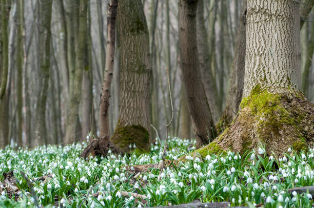 Carpet of white fresh snowdrops in spring forest Carpet of white fresh snowdrops in spring forest. Tender spring flowers snowdrops harbingers of warming symbolize the arrival of spring. Scenic view of the spring forest with blooming flowers snowdrops in woodland stock pictures, royalty-free photos & images