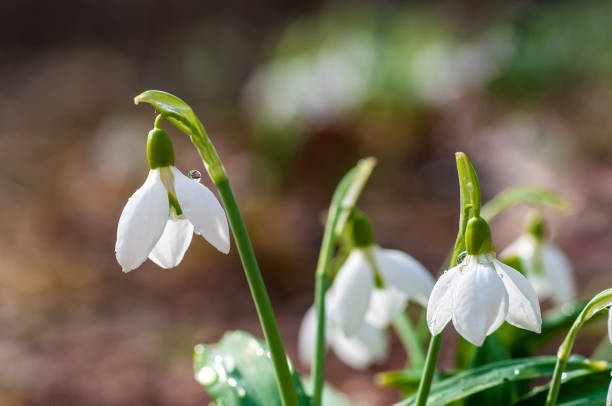 istock Beautifull first flowers snowdrops in spring forest 1128023312