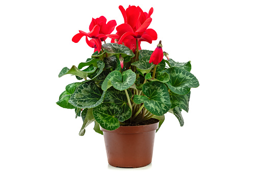 Red flower of cyclamen in a pot isolated on white background ( high details)