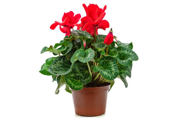 Beautifully blooming cyclamen flower Red flower of cyclamen in a pot isolated on white background ( high details) cyclamen stock pictures, royalty-free photos & images