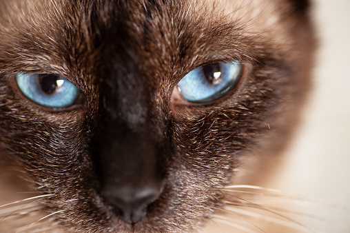 Siamese cat eye macro closeup