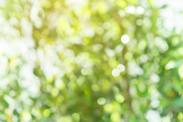 abstract blurred clean nature forest with sunny glow and bokeh light in public park  horizontal background