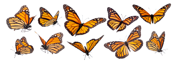 Variation on different positions of the beautiful Monarch butterfly with legs and proboscis isolated on white