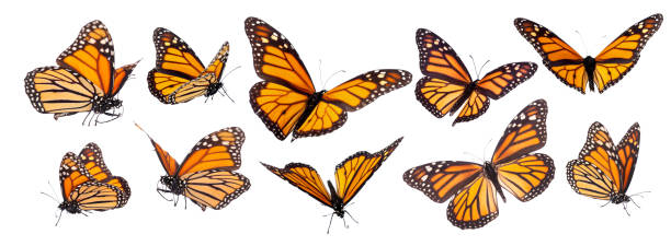 Monarch Butterfly Set Isolated Variation on different positions of the beautiful Monarch butterfly with legs and proboscis isolated on white large group of animals photos stock pictures, royalty-free photos & images
