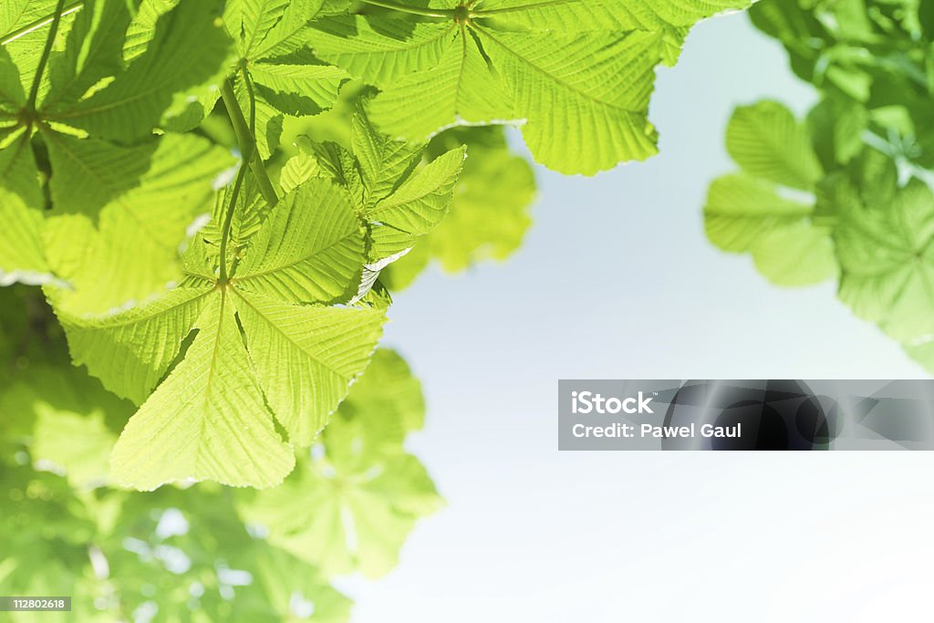 Chessnut primavera foglie su blue sky - Foto stock royalty-free di Albero