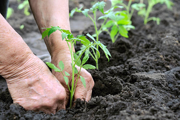 planting a tomatoes seedling stock photo