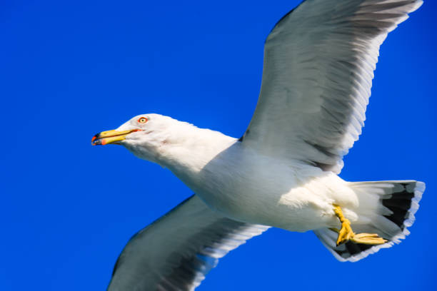 istock a seagull gliding in the West Sea 1128027577