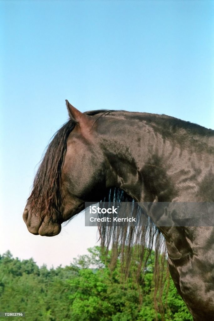 Schwarzes Pferd Hengst Porträt friesian - Lizenzfrei Domestizierte Tiere Stock-Foto