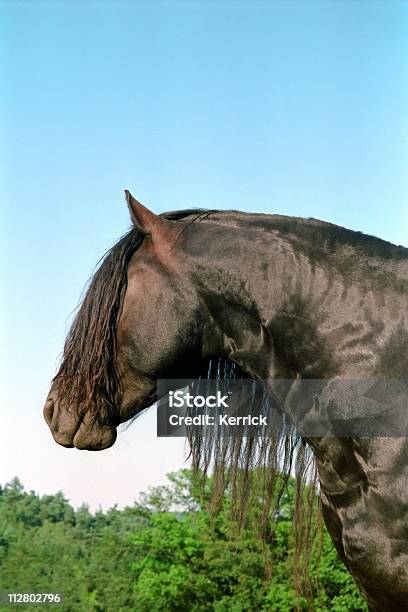 Schwarzes Pferd Hengst Porträt Friesian Stockfoto und mehr Bilder von Domestizierte Tiere - Domestizierte Tiere, Dunkel, Farbbild